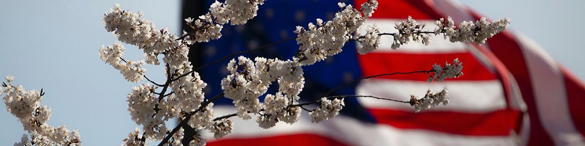 Cherry blossoms in front of an American flag