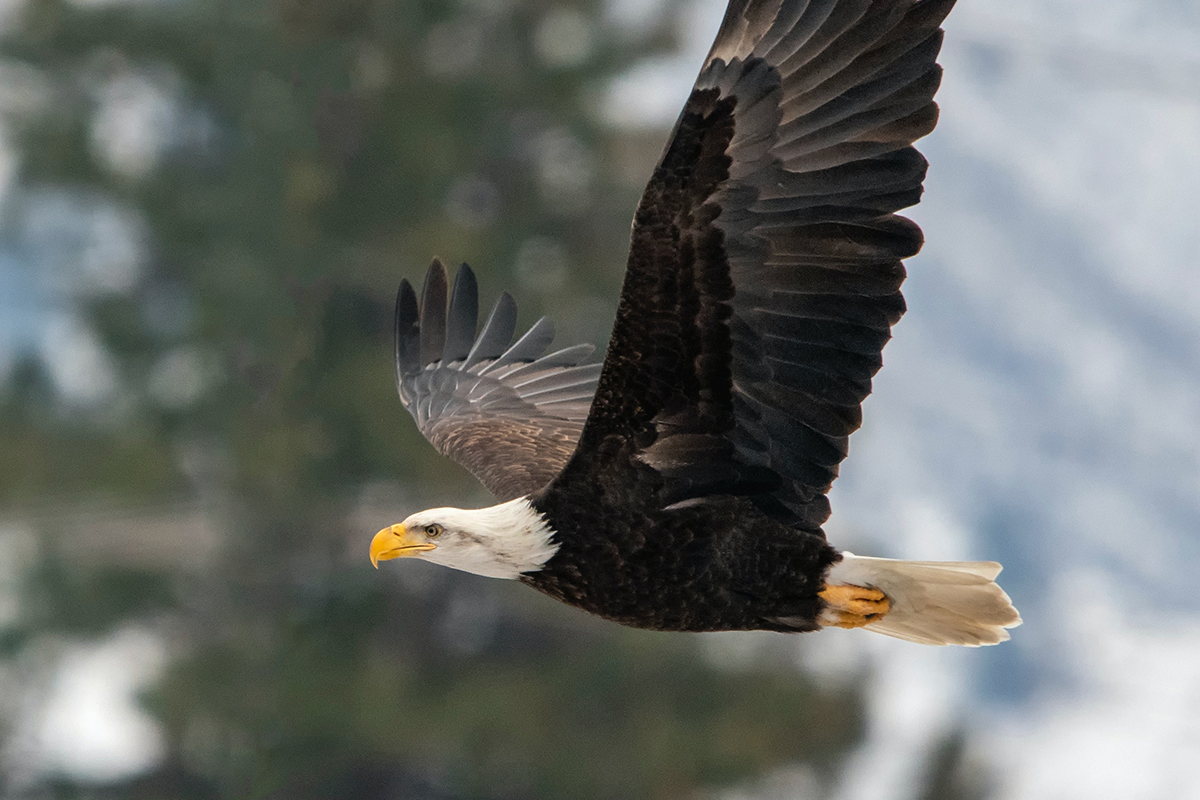 bald eagle flying